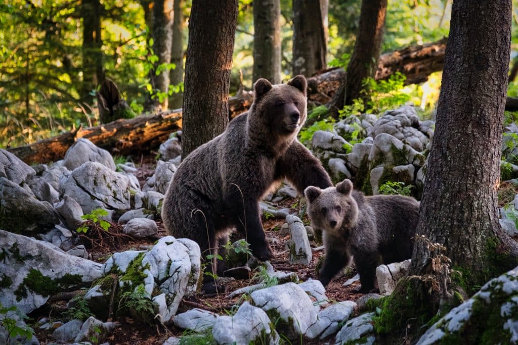 Brown bears in the woods representing a labour case of a Special Constable in BC who