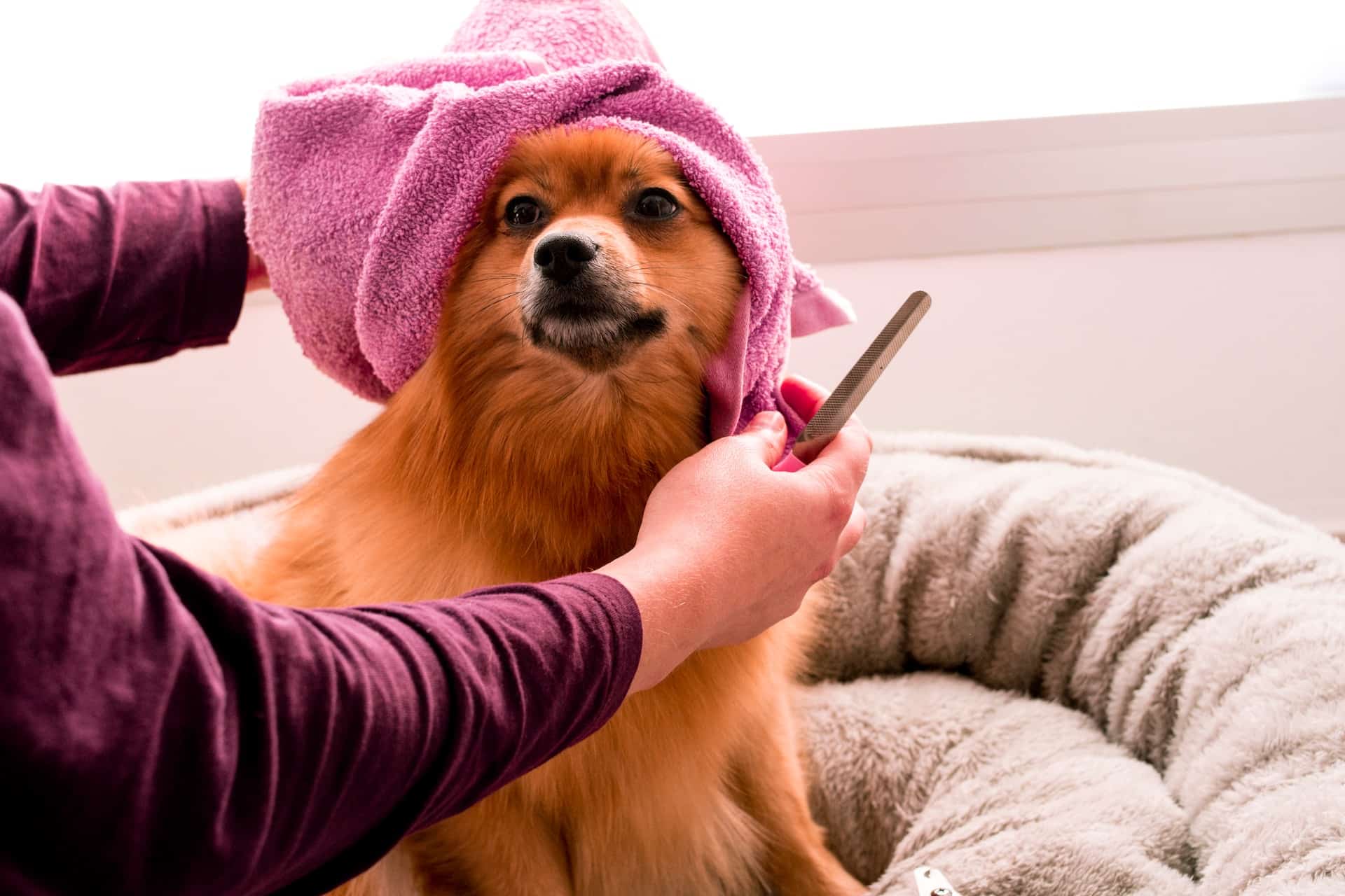 A small dog with a towel on its head and having its fur trimmed, representing employment contracts within family businesses.